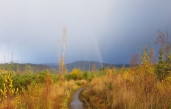 A path through wilderness with rainbow